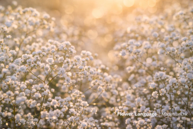 滿天星花象徵陪伴與無聲守護
