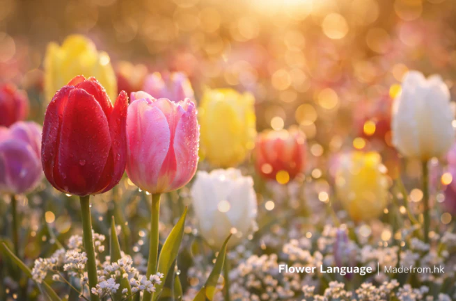 鬱金香象徵愛與選擇的花朵